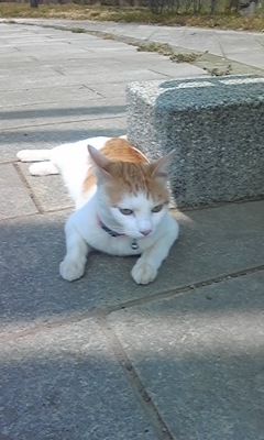 �F�ƒK�ƈ��L(�l���������r�s�d�k�k�`)�̐���