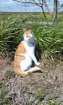 �F�ƒK�ƈ��L(�l���������r�s�d�k�k�`)�̐���