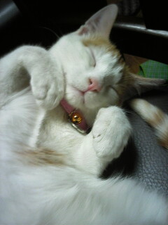 �F�ƒK�ƈ��L(�l���������r�s�d�k�k�`)�̐���