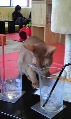 �F�ƒK�ƈ��L(�l���������r�s�d�k�k�`)�̐���