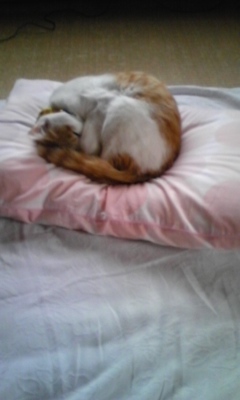 �F�ƒK�ƈ��L(�l���������r�s�d�k�k�`)�̐���