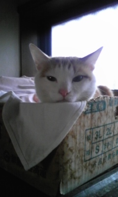 �F�ƒK�ƈ��L(�l���������r�s�d�k�k�`)�̐���