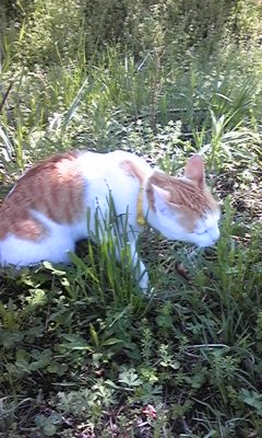 �F�ƒK�ƈ��L(�l���������r�s�d�k�k�`)�̐���