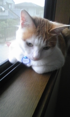 �F�ƒK�ƈ��L(�l���������r�s�d�k�k�`)�̐���