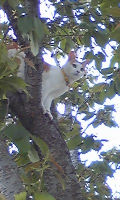 �F�ƒK�ƈ��L(�l���������r�s�d�k�k�`)�̐���