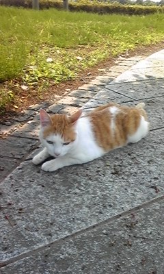 �F�ƒK�ƈ��L(�l���������r�s�d�k�k�`)�̐���