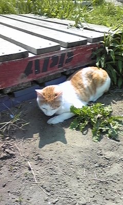 �F�ƒK�ƈ��L(�l���������r�s�d�k�k�`)�̐���