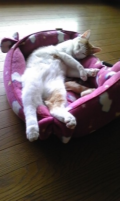 �F�ƒK�ƈ��L(�l���������r�s�d�k�k�`)�̐���