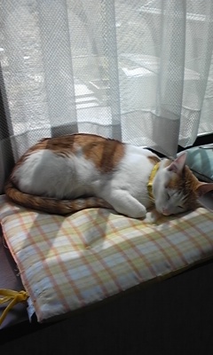 �F�ƒK�ƈ��L(�l���������r�s�d�k�k�`)�̐���