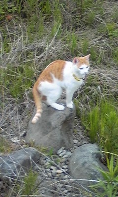 �F�ƒK�ƈ��L(�l���������r�s�d�k�k�`)�̐���