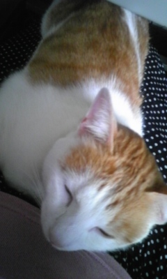 �F�ƒK�ƈ��L(�l���������r�s�d�k�k�`)�̐���