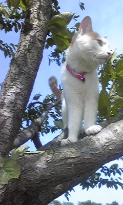 �F�ƒK�ƈ��L(�l���������r�s�d�k�k�`)�̐���