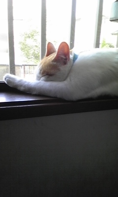 �F�ƒK�ƈ��L(�l���������r�s�d�k�k�`)�̐���