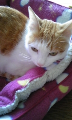 �F�ƒK�ƈ��L(�l���������r�s�d�k�k�`)�̐���