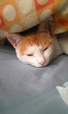 �F�ƒK�ƈ��L(�l���������r�s�d�k�k�`)�̐���