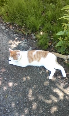 �F�ƒK�ƈ��L(�l���������r�s�d�k�k�`)�̐���