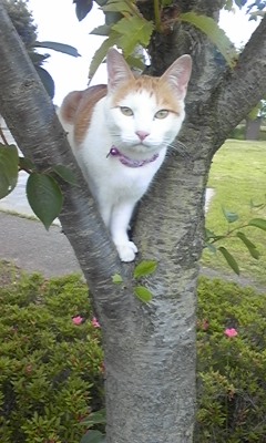 �F�ƒK�ƈ��L(�l���������r�s�d�k�k�`)�̐���