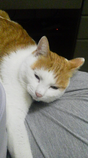 �F�ƒK�ƈ��L(�l���������r�s�d�k�k�`)�̐���