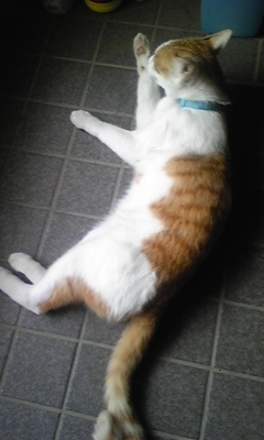 �F�ƒK�ƈ��L(�l���������r�s�d�k�k�`)�̐���