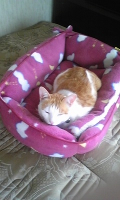 �F�ƒK�ƈ��L(�l���������r�s�d�k�k�`)�̐���