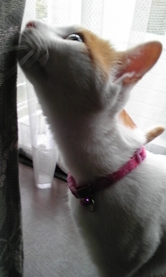 �F�ƒK�ƈ��L(�l���������r�s�d�k�k�`)�̐���