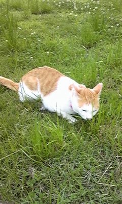 �F�ƒK�ƈ��L(�l���������r�s�d�k�k�`)�̐���