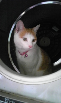 �F�ƒK�ƈ��L(�l���������r�s�d�k�k�`)�̐���