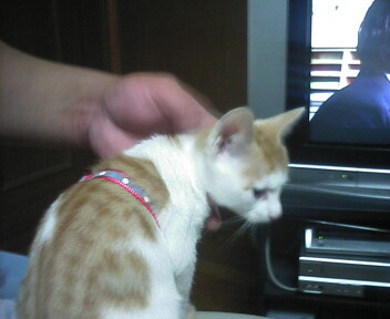 �F�ƒK�ƈ��L(�l���������r�s�d�k�k�`)�̐���