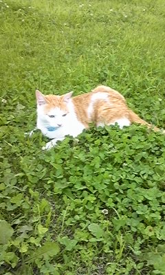 �F�ƒK�ƈ��L(�l���������r�s�d�k�k�`)�̐���