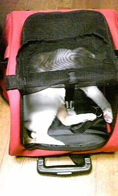 �F�ƒK�ƈ��L(�l���������r�s�d�k�k�`)�̐���