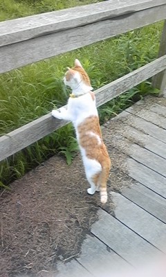 �F�ƒK�ƈ��L(�l���������r�s�d�k�k�`)�̐���