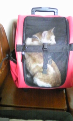 �F�ƒK�ƈ��L(�l���������r�s�d�k�k�`)�̐���