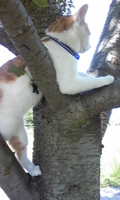 �F�ƒK�ƈ��L(�l���������r�s�d�k�k�`)�̐���