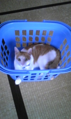 �F�ƒK�ƈ��L(�l���������r�s�d�k�k�`)�̐���