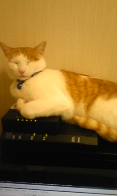 �F�ƒK�ƈ��L(�l���������r�s�d�k�k�`)�̐���