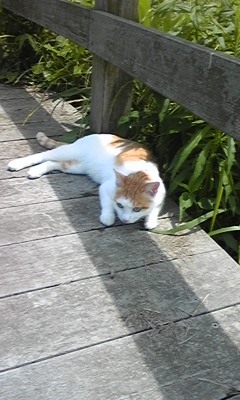 �F�ƒK�ƈ��L(�l���������r�s�d�k�k�`)�̐���