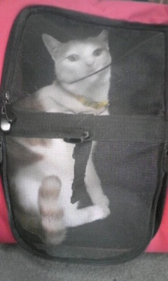 �F�ƒK�ƈ��L(�l���������r�s�d�k�k�`)�̐���