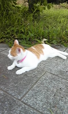 �F�ƒK�ƈ��L(�l���������r�s�d�k�k�`)�̐���