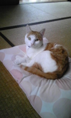 �F�ƒK�ƈ��L(�l���������r�s�d�k�k�`)�̐���