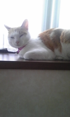 �F�ƒK�ƈ��L(�l���������r�s�d�k�k�`)�̐���