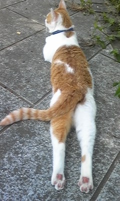 �F�ƒK�ƈ��L(�l���������r�s�d�k�k�`)�̐���