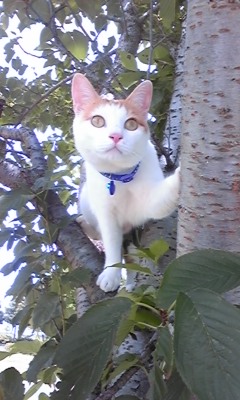 �F�ƒK�ƈ��L(�l���������r�s�d�k�k�`)�̐���