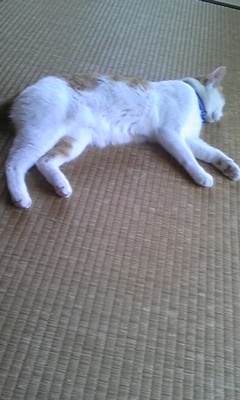 �F�ƒK�ƈ��L(�l���������r�s�d�k�k�`)�̐���