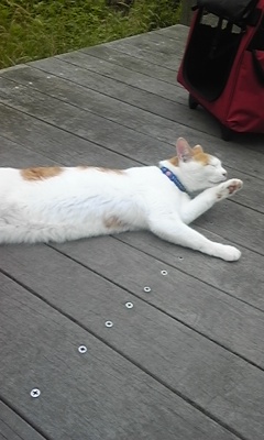 �F�ƒK�ƈ��L(�l���������r�s�d�k�k�`)�̐���