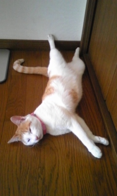 �F�ƒK�ƈ��L(�l���������r�s�d�k�k�`)�̐���