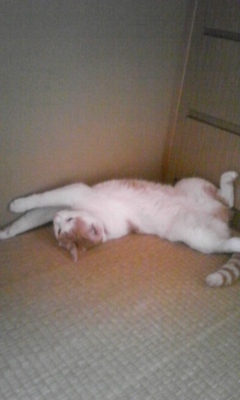 �F�ƒK�ƈ��L(�l���������r�s�d�k�k�`)�̐���