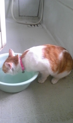 �F�ƒK�ƈ��L(�l���������r�s�d�k�k�`)�̐���