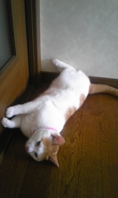 �F�ƒK�ƈ��L(�l���������r�s�d�k�k�`)�̐���