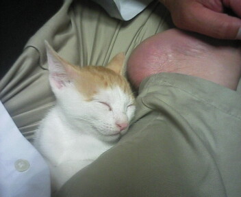 �F�ƒK�ƈ��L(�l���������r�s�d�k�k�`)�̐���