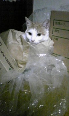 �F�ƒK�ƈ��L(�l���������r�s�d�k�k�`)�̐���